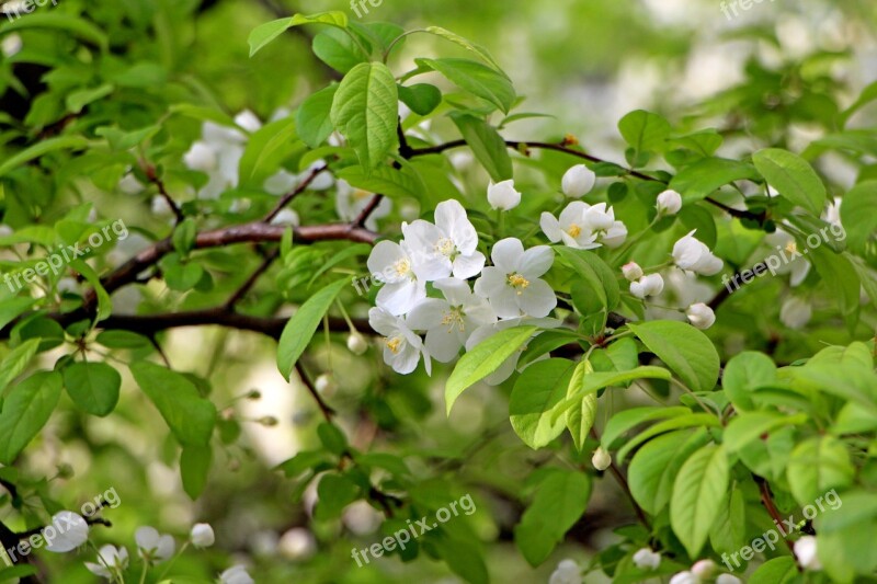 Wood Flowers Spring April A Flower Garden