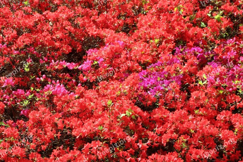 Azalea Spring Azalea Flowers Plants April