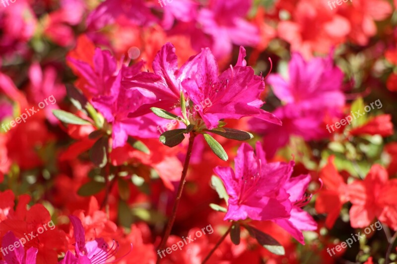 Azalea Spring Azalea Flowers Plants April