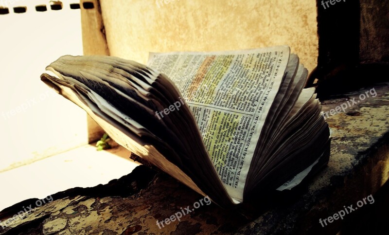 Book Leaves Nature Garden Reading