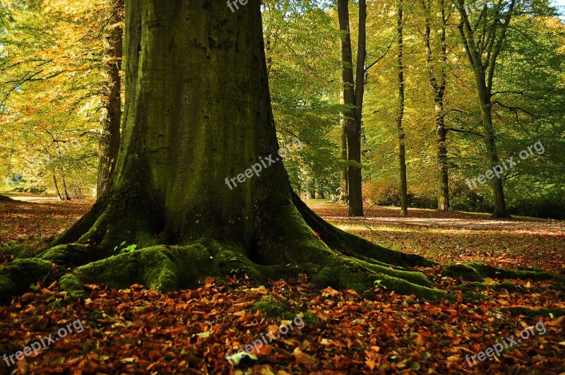 Tree Leaves Forest Green Tribes