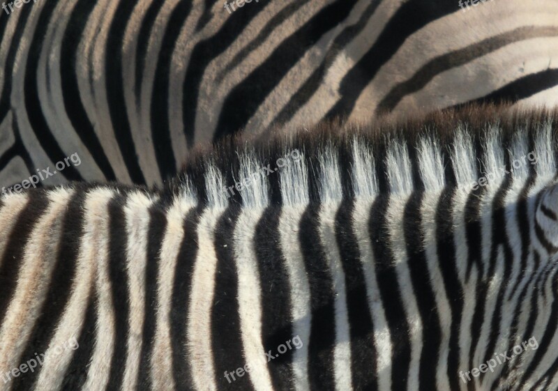 Zebra Stripes Black And White Africa Animals