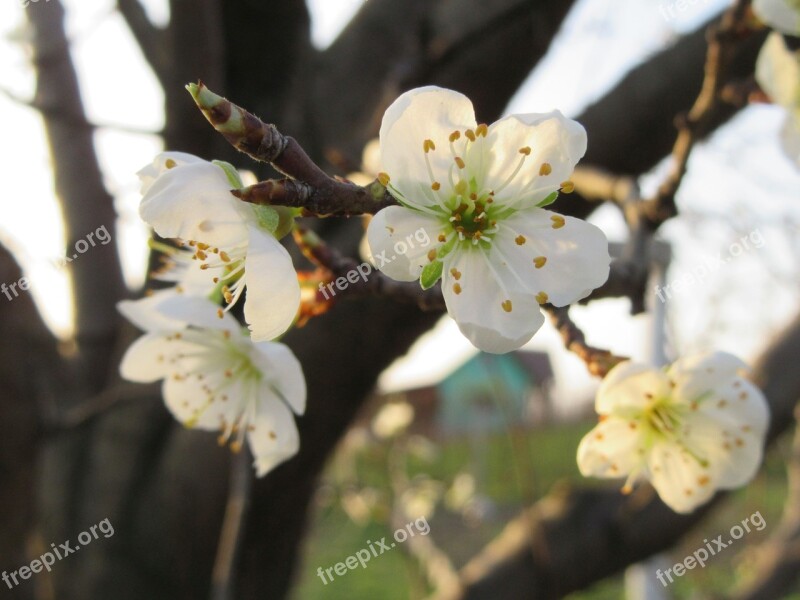 Flowers White Spring White Flowers Nature