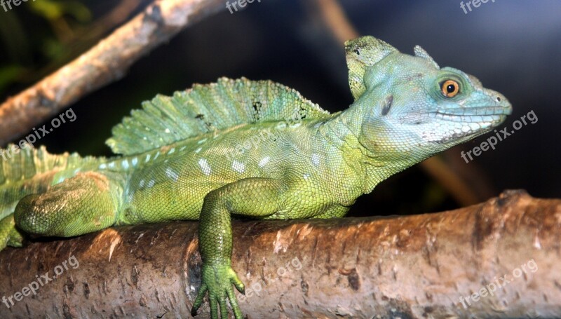 Animal Reptile Green Iguana Nature Free Photos