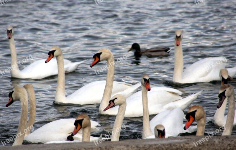 Swans Beak Feathers Majestic White