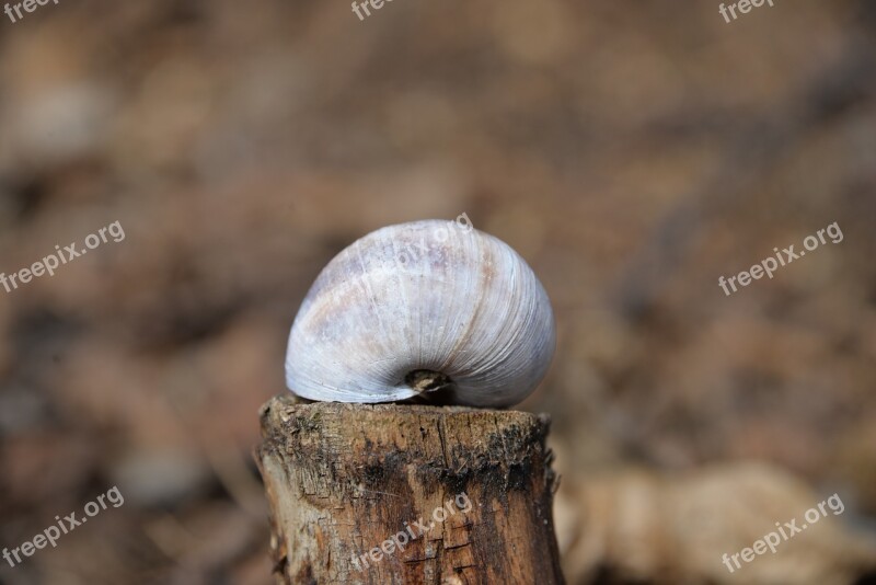 Shell Wood Stock Close Up Nature Free Photos