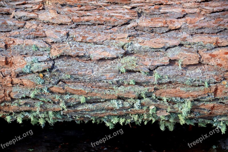 Tree Pine Bark Trunk Lichen