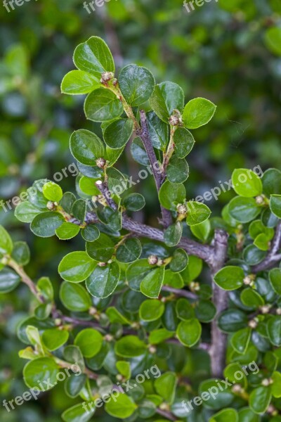 Garden Green Leafs Nature Summer