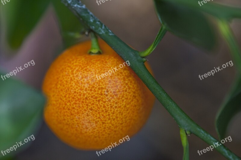 Tangerine Small Little Citrus Fruit