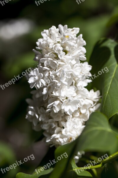 Lilac Flower White Flower Floral Lilac