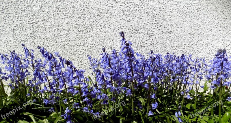 Flowers Purple Spring Purple Flowers Garden