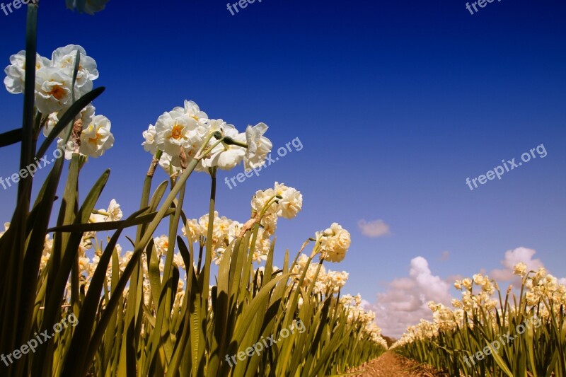 Narcis Flower Spring Nature Flowers