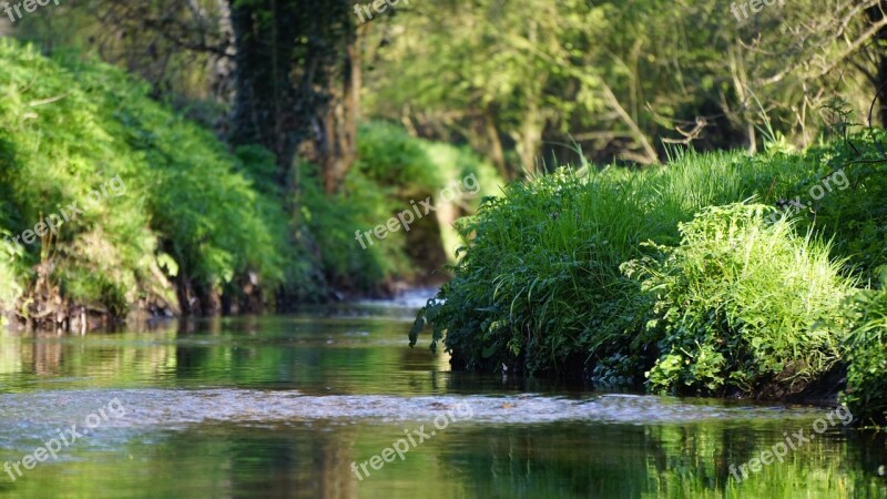 Tree Water Green River Sunny