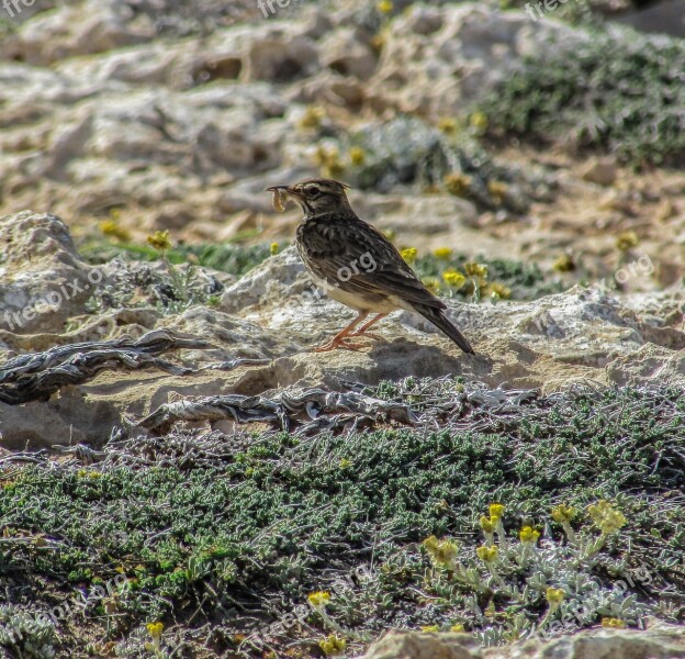 Lark Bird Eating Wildlife Nature