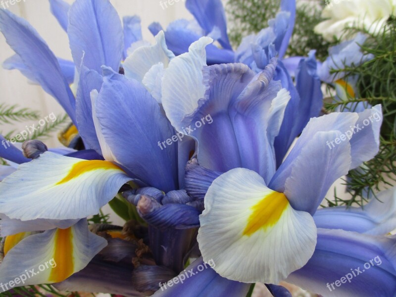 Iris Bouquet Joy Blue Petals Flowers