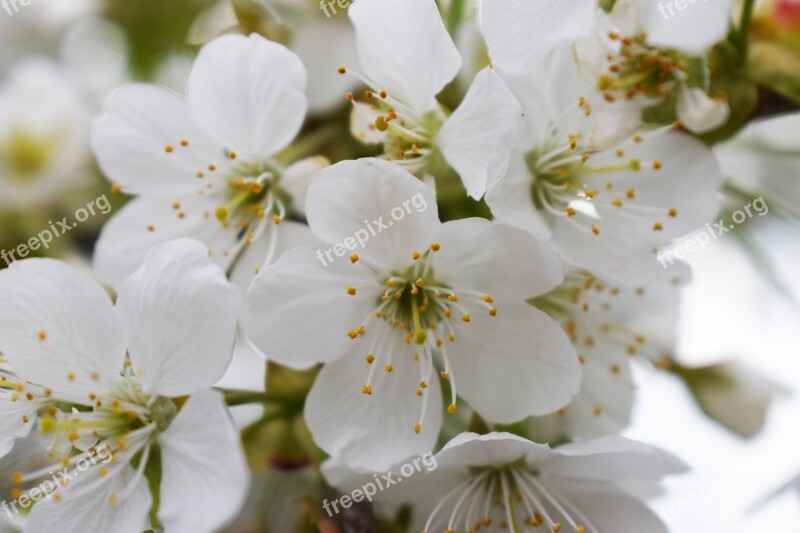 Spring Cherries Flowers Tree Garden