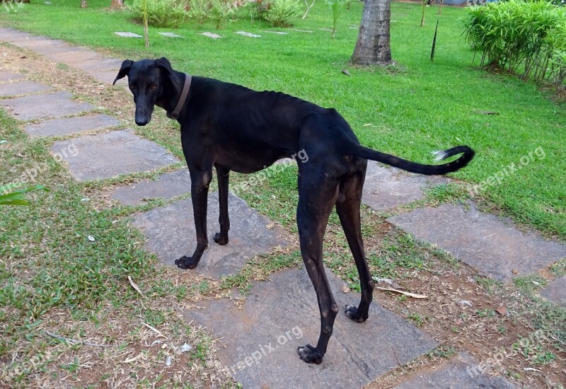 Dog Mudhol Hound Caravan Hound Indian Breed