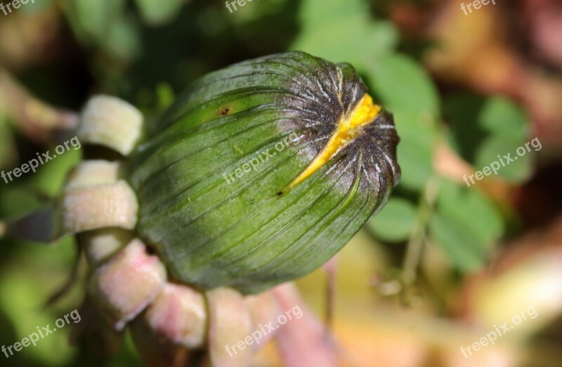 Dandelion Bud Pointed Flower Plant Spring