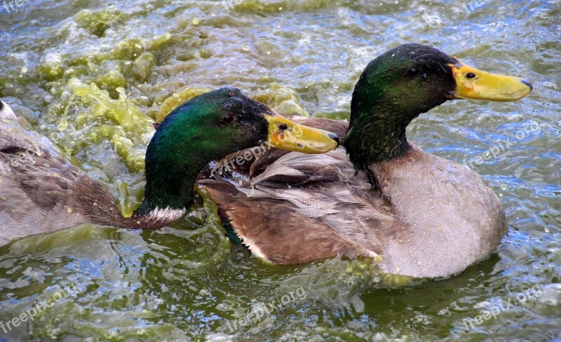 Ducks Mallards Drake Water Bird Duck Bird