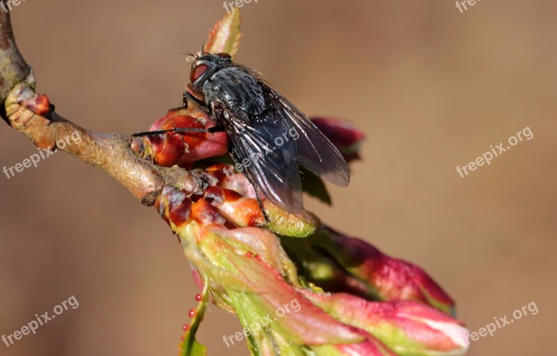 Fly Insect Whopper Small Sitting