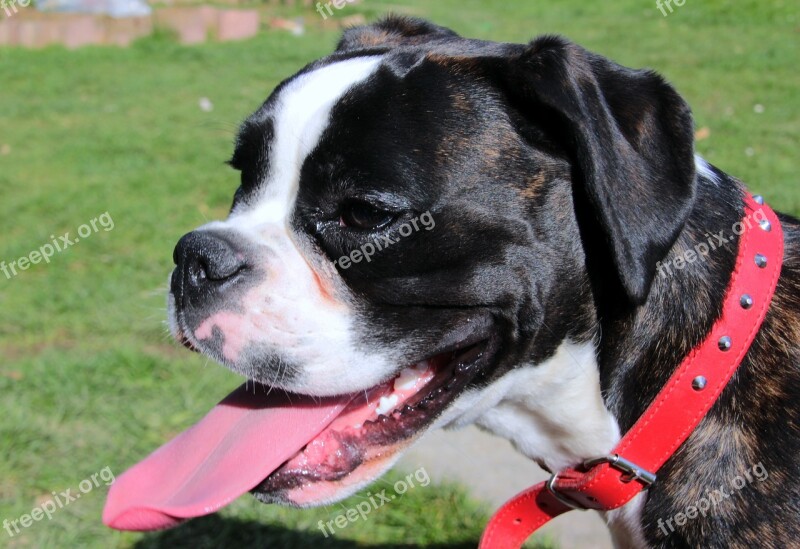 Boxer Dog Black And White Pet Dog Look