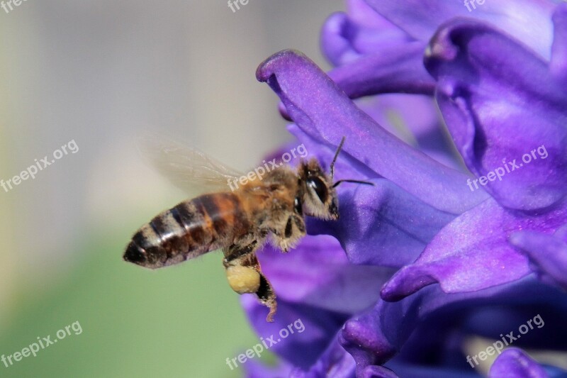 Bee Insect Honey Bee Flying On Approach