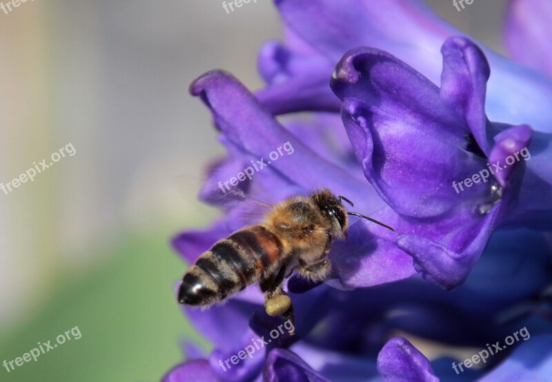 Bee Insect Honey Bee Flying On Approach