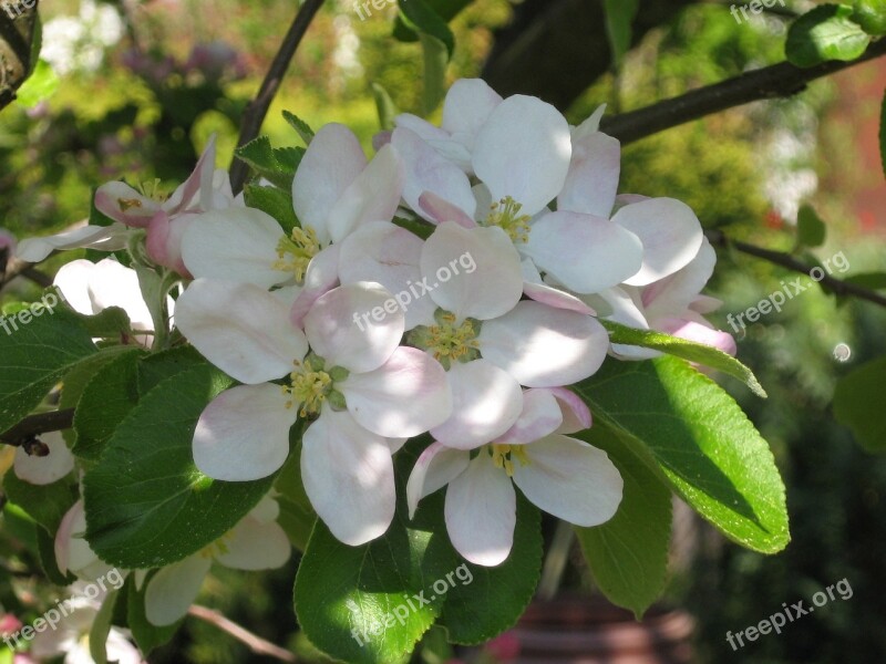 Apple Blossom Fruit Tree Spring Apple Tree Close Up