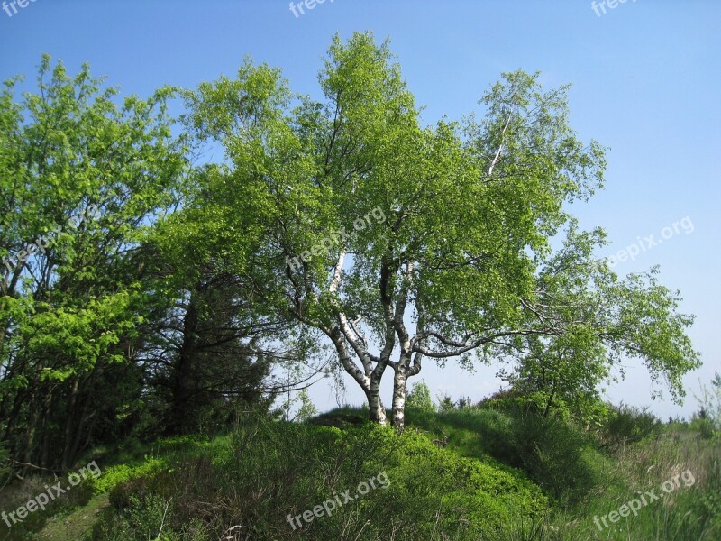 Spring Trees Knock Out May Birch Fresh Birch Leaves