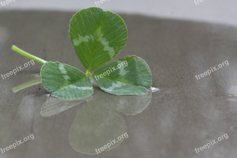 Four Leaf Clover Klee Green Plant Close Up