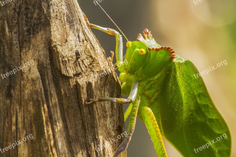 Photography Nature Insects Hope Katydid