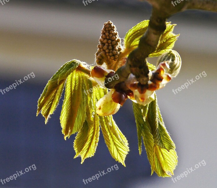 Chestnut Foliation Leaves Blossom Bloom