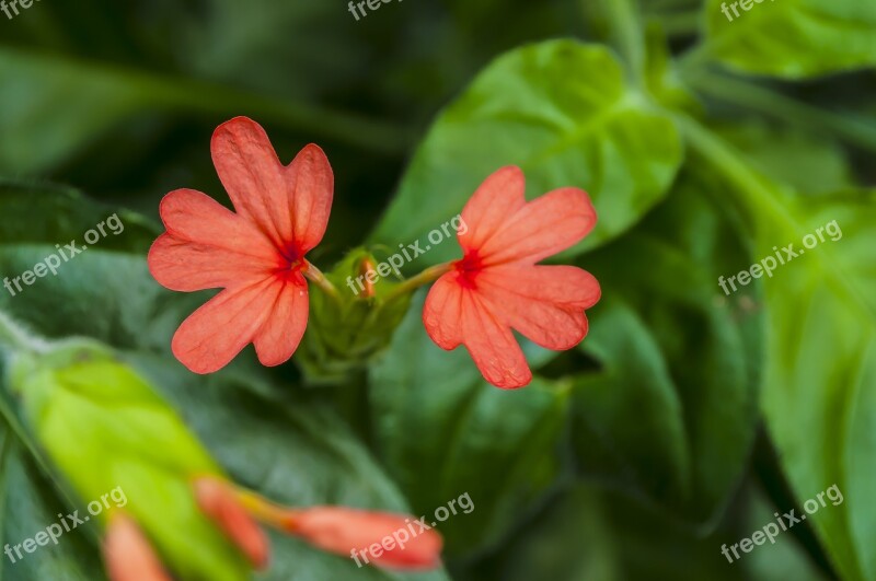 Flowers Greens Nature Flower Summer