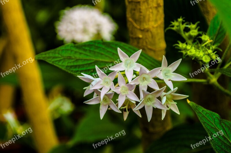 White Star Flowers Greens Nature Flower