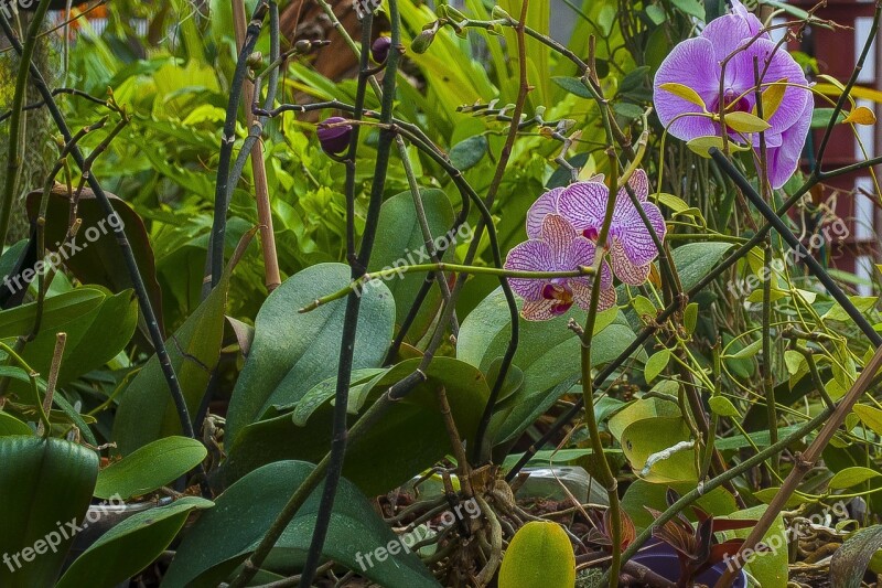 Orchid Flowers Greens Nature Flower