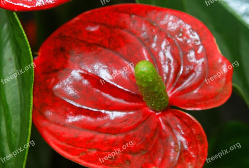 Anthurium Red Flower Flask Shiny Plant