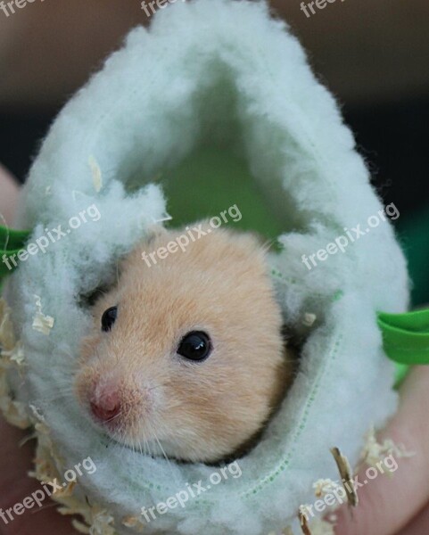 Hamster Bounty Sleeping Bag Free Photos