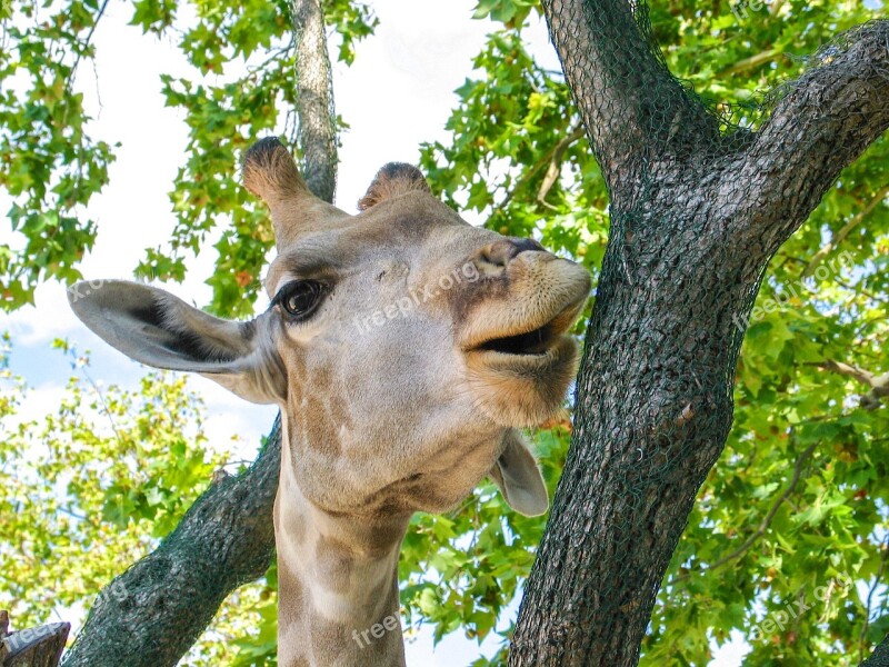 Giraffe Animal Africa Fauna Mammal