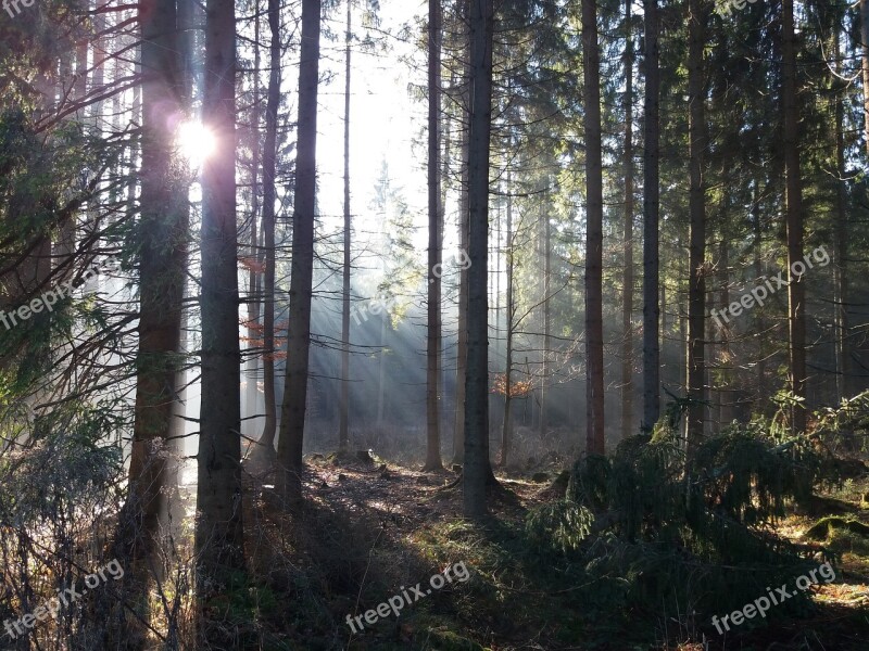 Forest The Sun Mountains Nature Tree