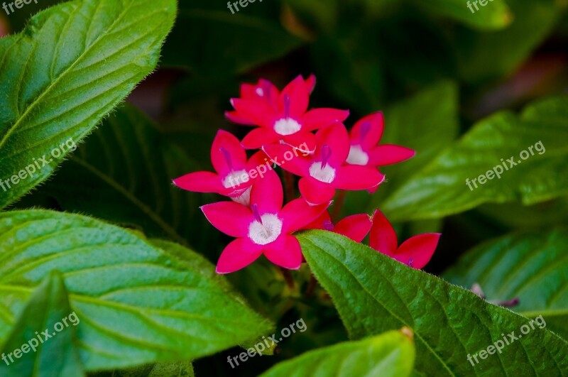 Flowers Greens Nature Flower Summer