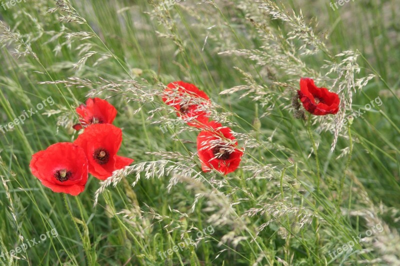 Poppies Grass Nature Field Red