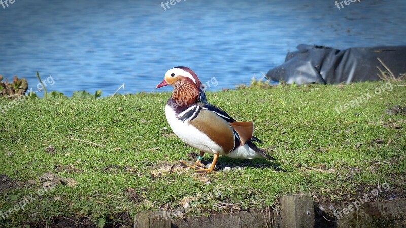 Duck Mandarin Ducks Water Bird Duck Bird Ornamental Duck