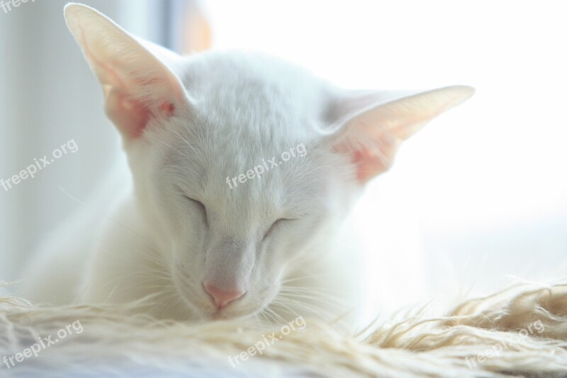 Cat Oriental White Cute Sleepy