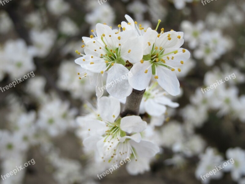 Flowers White Branch Spring White Flowers