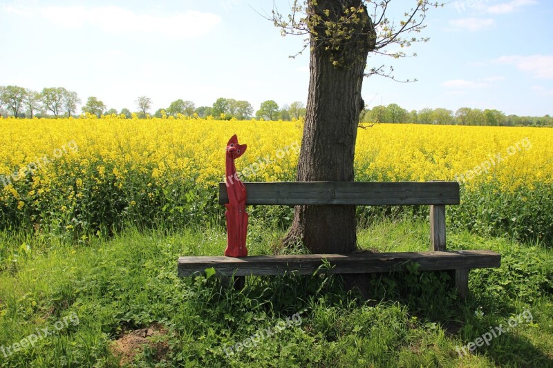 Field Of Rapeseeds Yellow Oilseed Rape Blossom Bloom