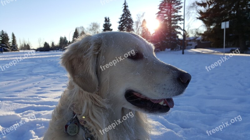 Dog Golden Retriever Snow Pet Canine