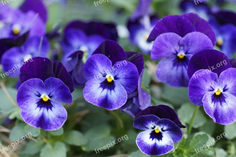 400–500 Pansy Spring Flower Blossom Bloom