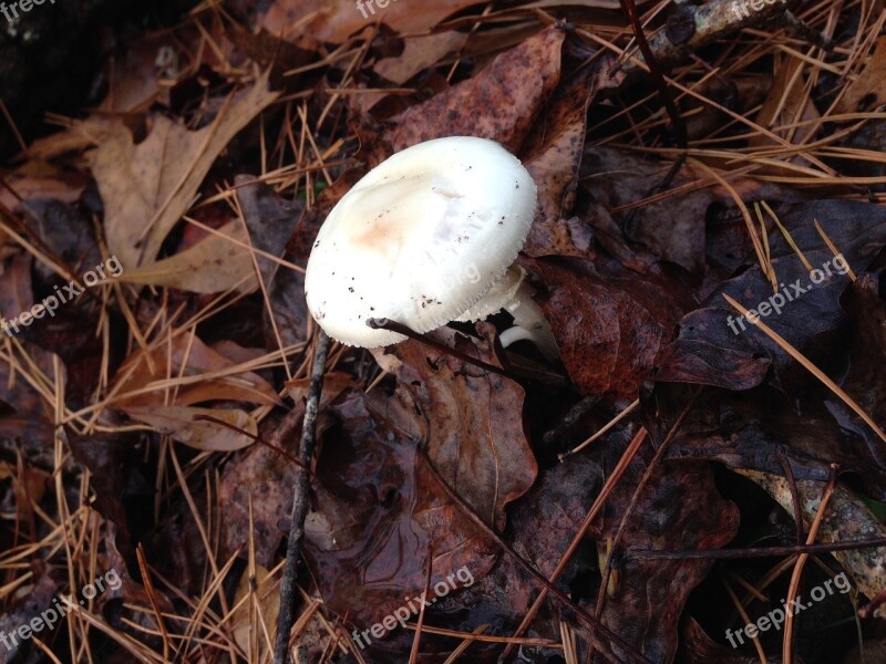 Mushroom White Leaves Food Fungus