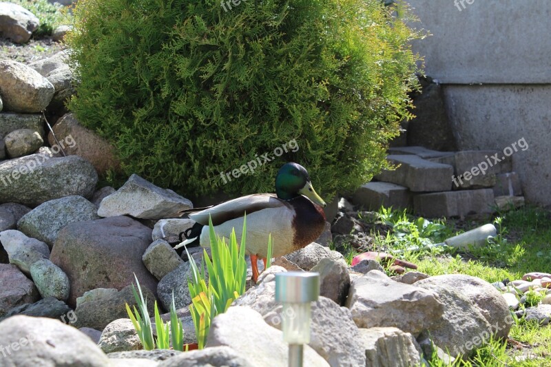 Duck Green Landscape Bird Water