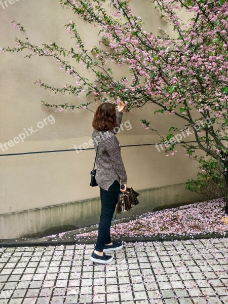 Flowers Afternoon Campus Spricg Cherry Blossom